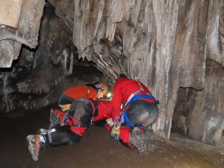 Una nueva especie de araña es descubierta en el marco del Proyecto de Investigación de la Cueva de Nerja